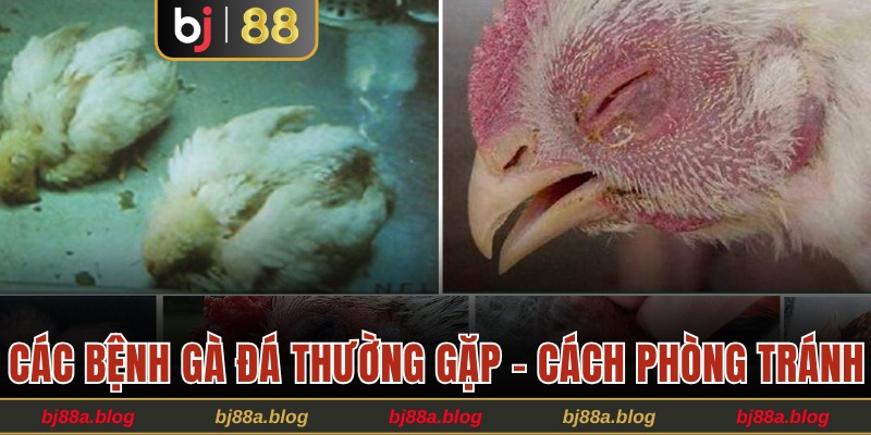 Các bệnh gà đá thường gặp