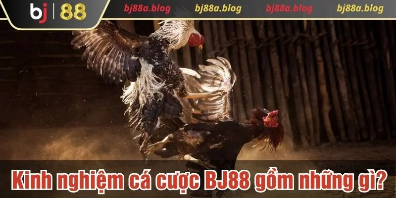 Chuyên mục kinh nghiệm cá cược bao gồm nhiều chủ đề