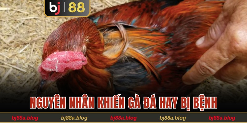 Nguyên nhân chính khiến gà đá mắc bệnh