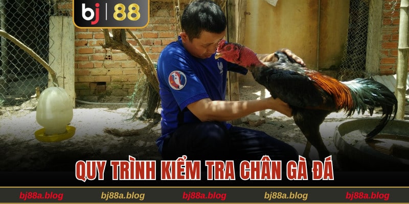 Quy trình kiểm tra chân gà chọi mà bạn nên biết